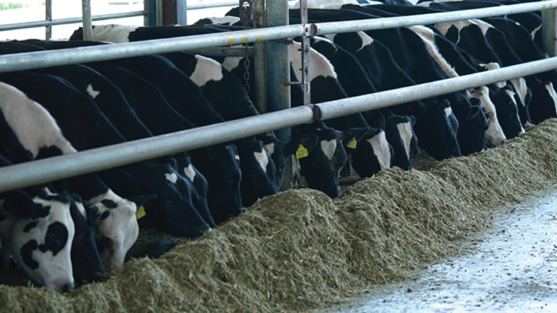 Cattle